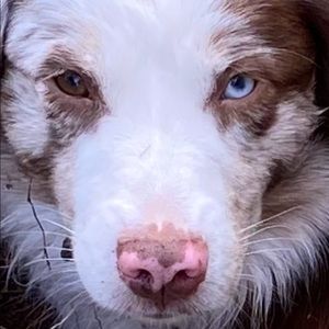 Meet your Posher, Turner